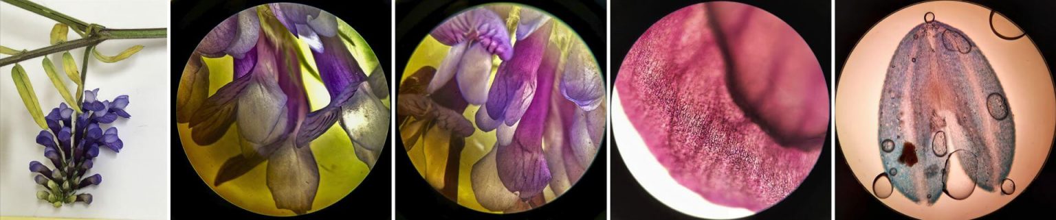 Photo illustrant l'évènement "Pour la visibilité de l’invisible : photographie et biodiversité"
